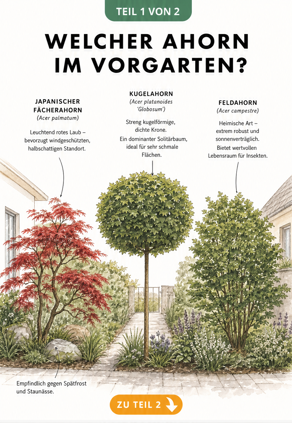 Illustration von drei Ahornsorten für den Vorgarten: Japanischer Fächerahorn, Kugelahorn und Feldahorn mit ihren Merkmalen
