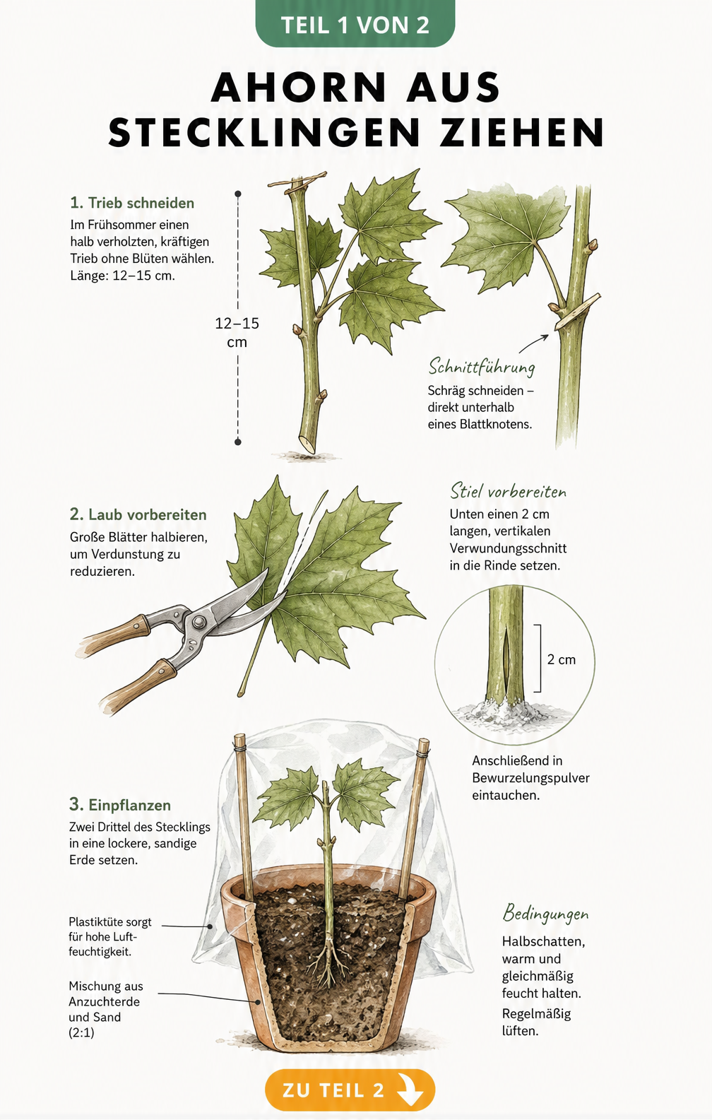 Botanische Illustration eines Ahornstecklings mit Anleitung zum Schneiden, Vorbereiten und Einpflanzen