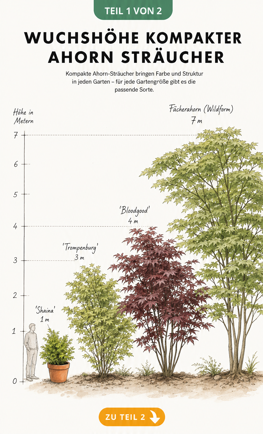 Illustration von vier kompakten Ahorn-Sträuchern im Größenvergleich, von der ein Meter hohen Sorte Shaina bis zur sieben Meter hohen Wildform.