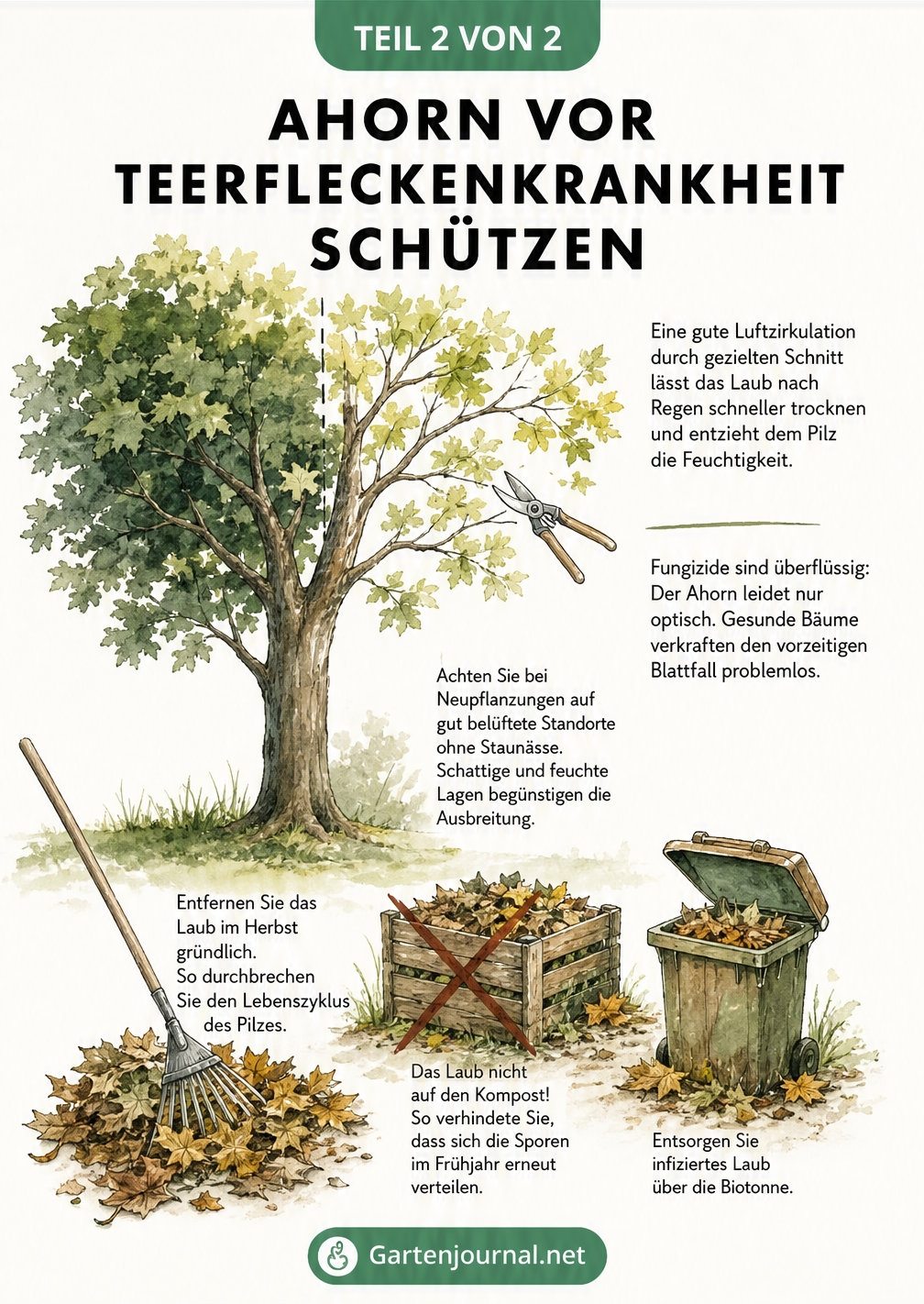 Gartenszene mit Ahornbaum, Laubrechen und Biotonne zur Bekämpfung der Teerfleckenkrankheit