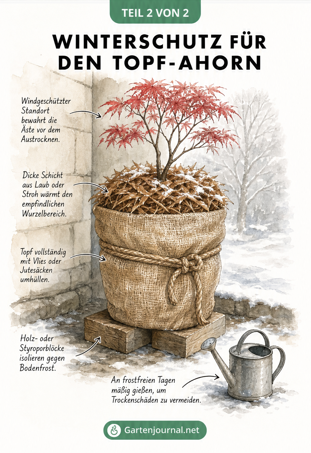 Illustration eines japanischen Ahorns im Topf mit Winterschutz aus Vlies, Laub und isolierenden Blöcken