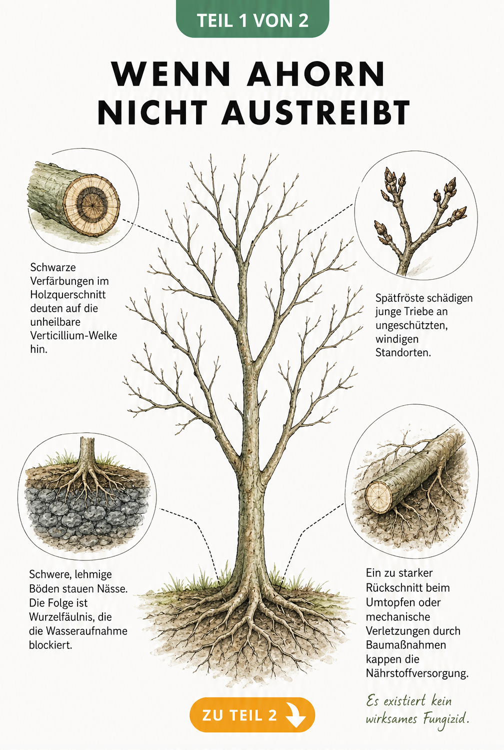 Illustration eines kahlen Ahornbaums mit Detailzeichnungen zu Verticillium-Welke, Frostschäden, Staunässe und Wurzelschäden