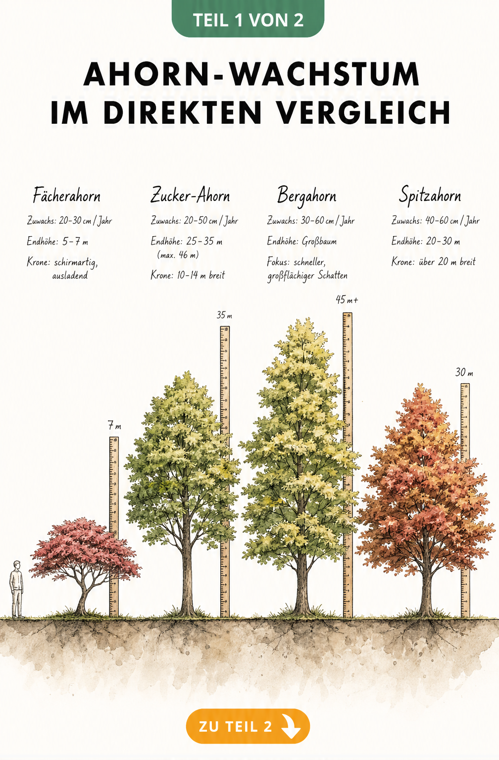 Illustration von vier Ahornarten im Größenvergleich mit jährlichem Zuwachs