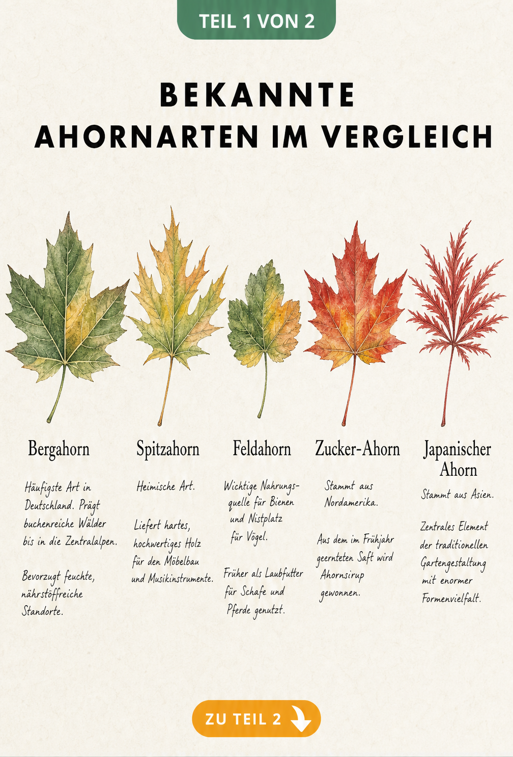 Botanische Illustration von fünf Ahornblättern: Bergahorn, Spitzahorn, Feldahorn, Zucker-Ahorn und Japanischer Ahorn mit kurzen Fakten