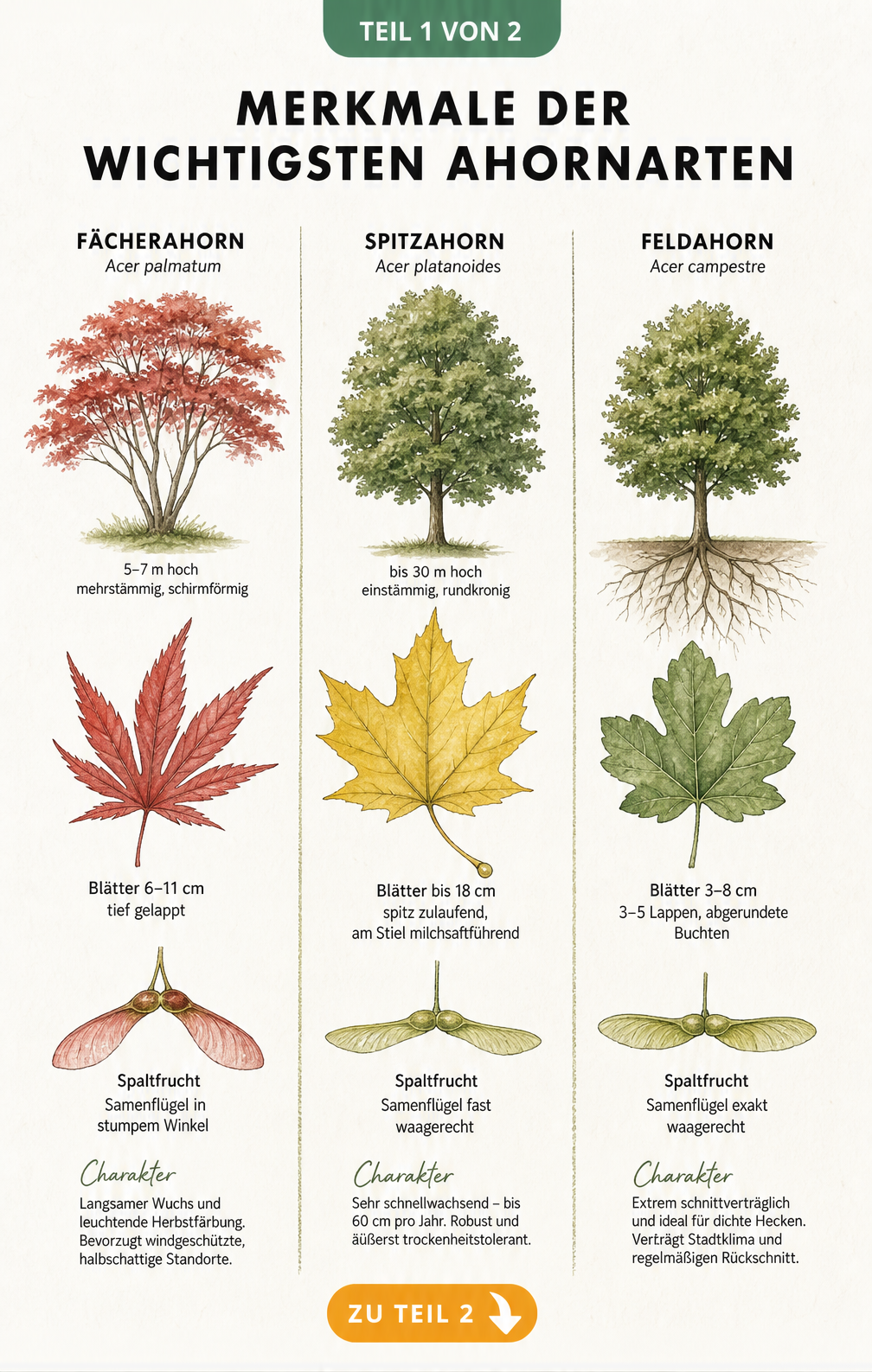 Botanische Illustration der Merkmale von Fächerahorn, Spitzahorn und Feldahorn mit Blättern und Wuchsform