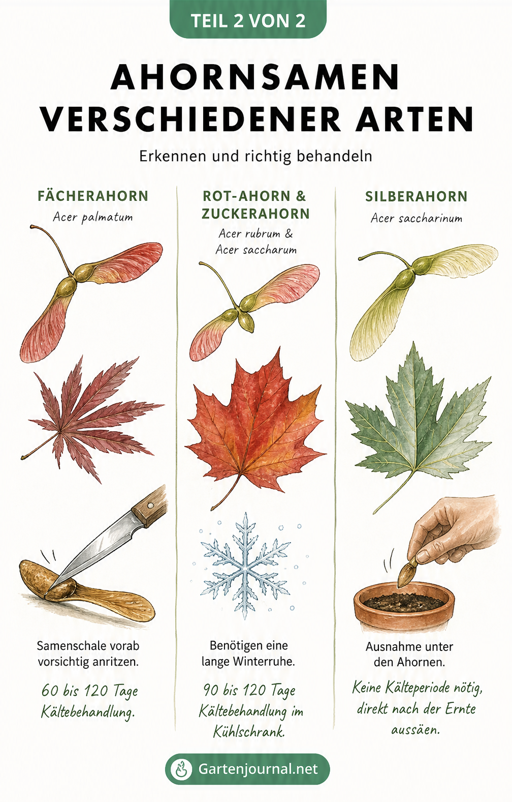 Übersicht verschiedener Ahornsamen und ihrer Keimbedingungen: Fächerahorn, Rot-Ahorn, Zuckerahorn und Silberahorn mit Blättern und Samen.