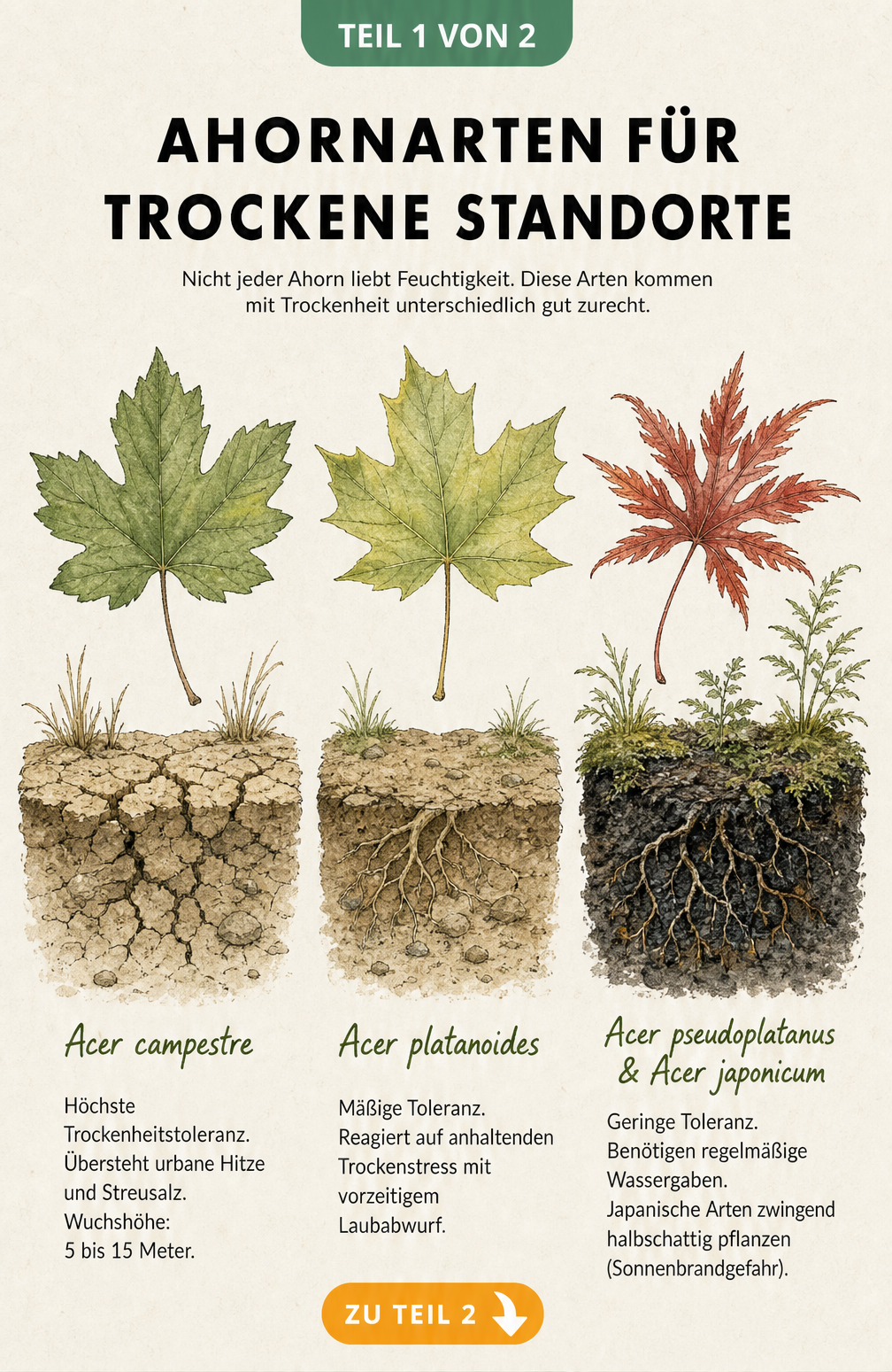 Botanische Illustration von Ahornblättern: Feldahorn, Spitzahorn, Bergahorn und Japan-Ahorn mit Darstellung ihrer Trockenheitstoleranz im Bodenquerschnitt.