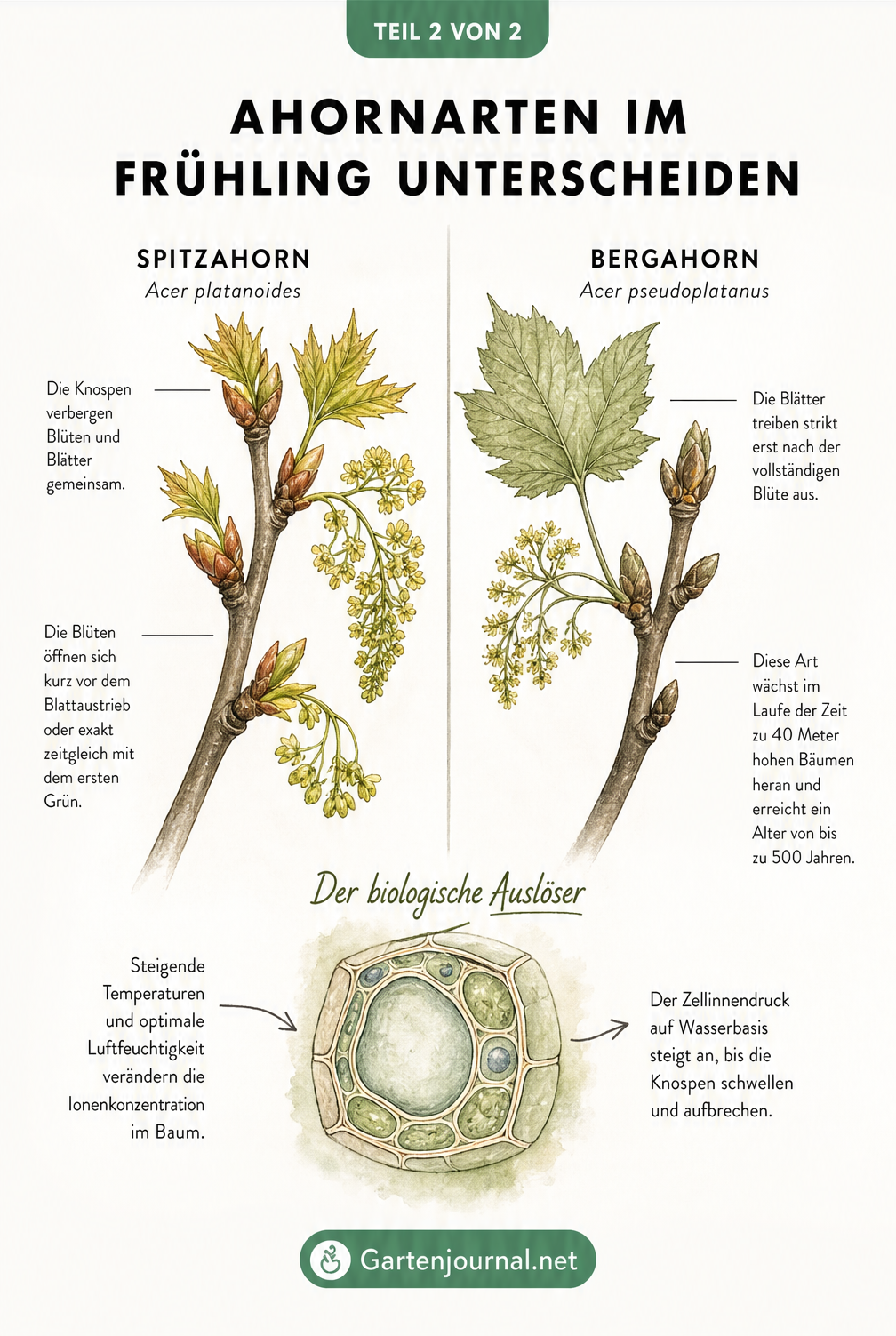 Gegenüberstellung von Spitzahorn und Bergahorn beim Frühlingsaustrieb mit Zellquerschnitt