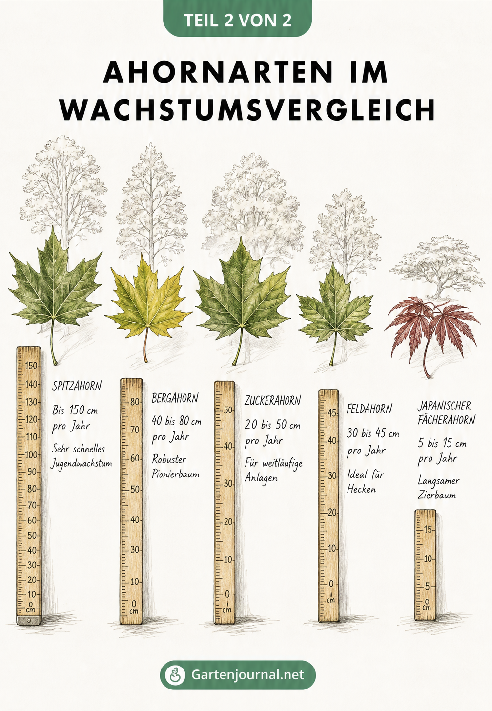 Vergleich der Wuchsgeschwindigkeit von fünf Ahornarten anhand illustrierter Blätter und Zollstöcke. Spitzahorn wächst bis 150 cm pro Jahr, Bergahorn 40 bis 80...