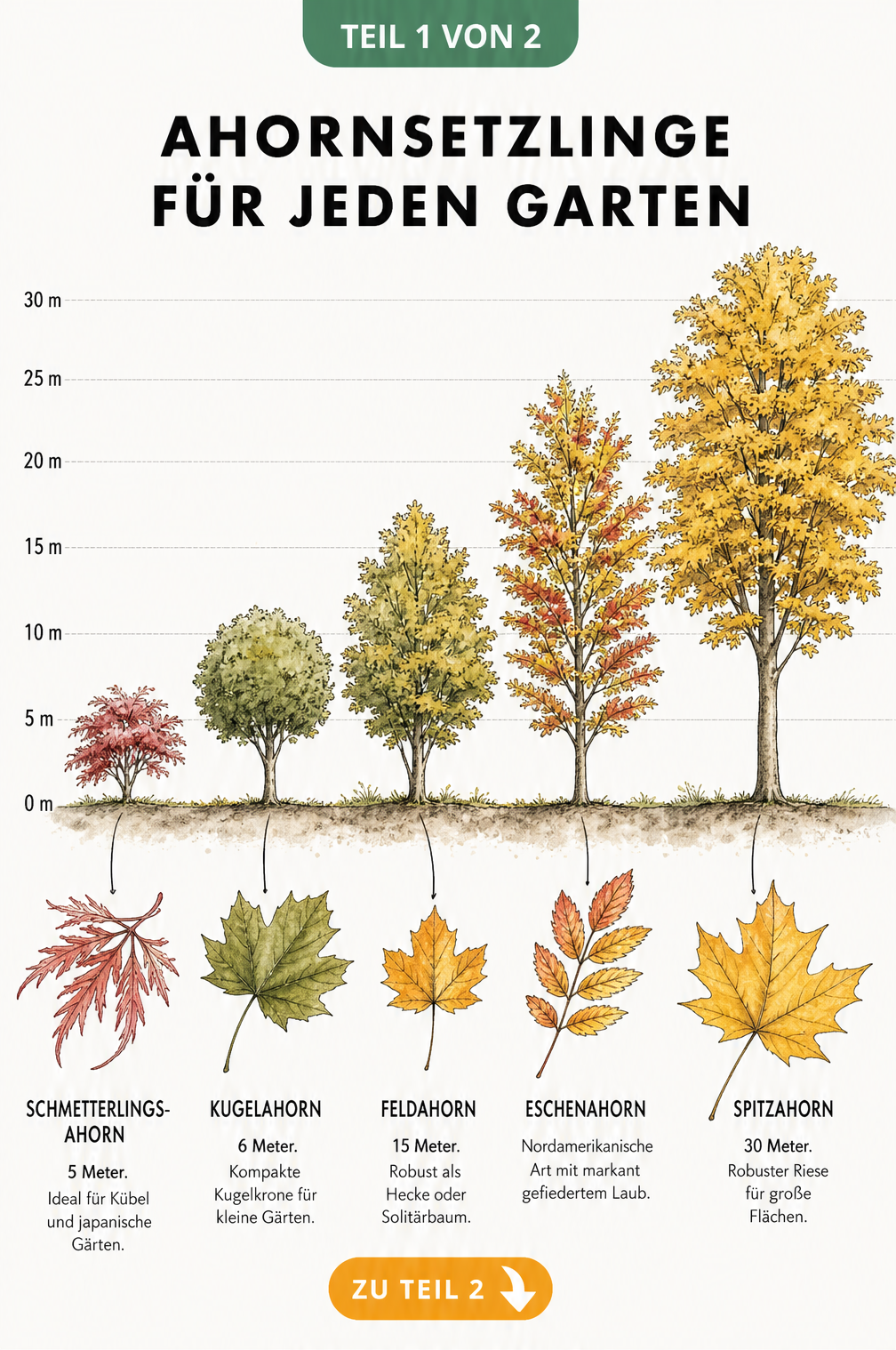 Botanische Lehrtafel mit fünf Ahornarten: Schmetterlingsahorn, Kugelahorn, Feldahorn, Eschenahorn und Spitzahorn im Größenvergleich