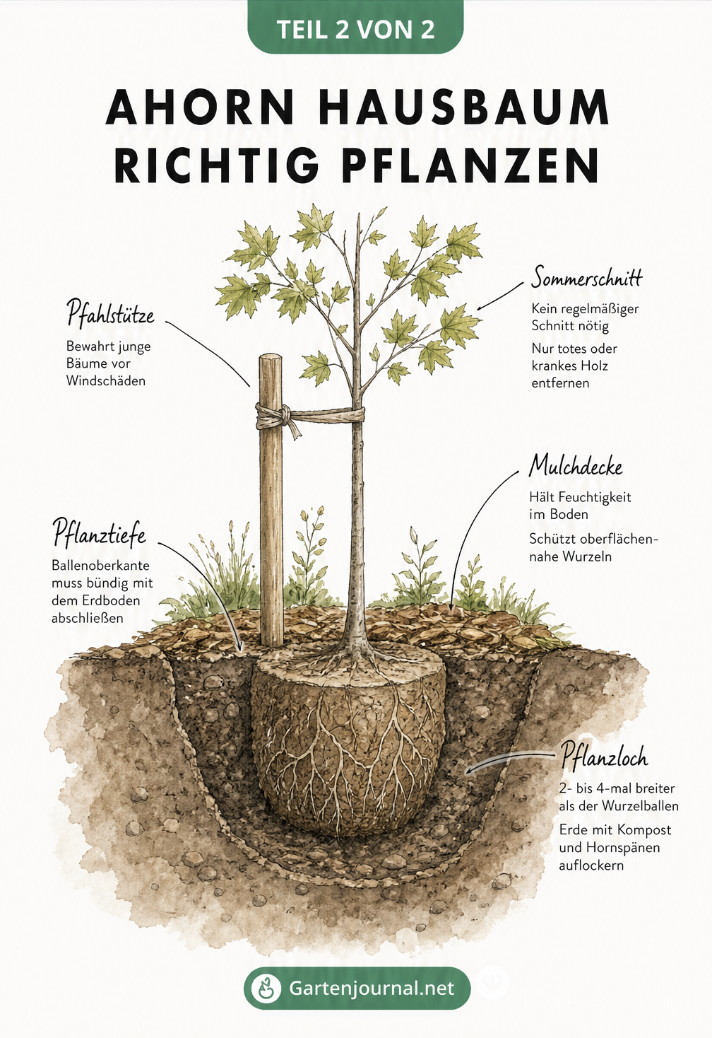 Querschnitt-Zeichnung eines frisch gepflanzten Ahornbaums mit Pfahlstütze, Mulchdecke und korrektem Pflanzloch.