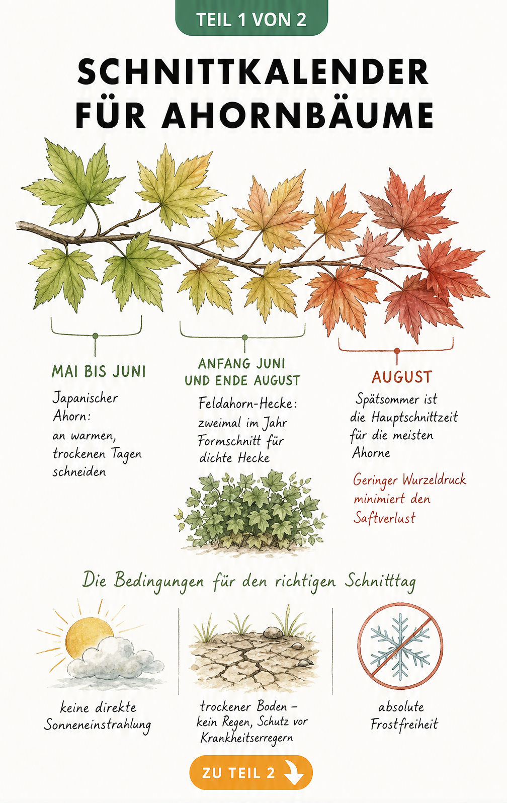 Schnittkalender für Ahornbäume mit Zeitfenstern für Japanischen Ahorn und Feldahorn-Hecke