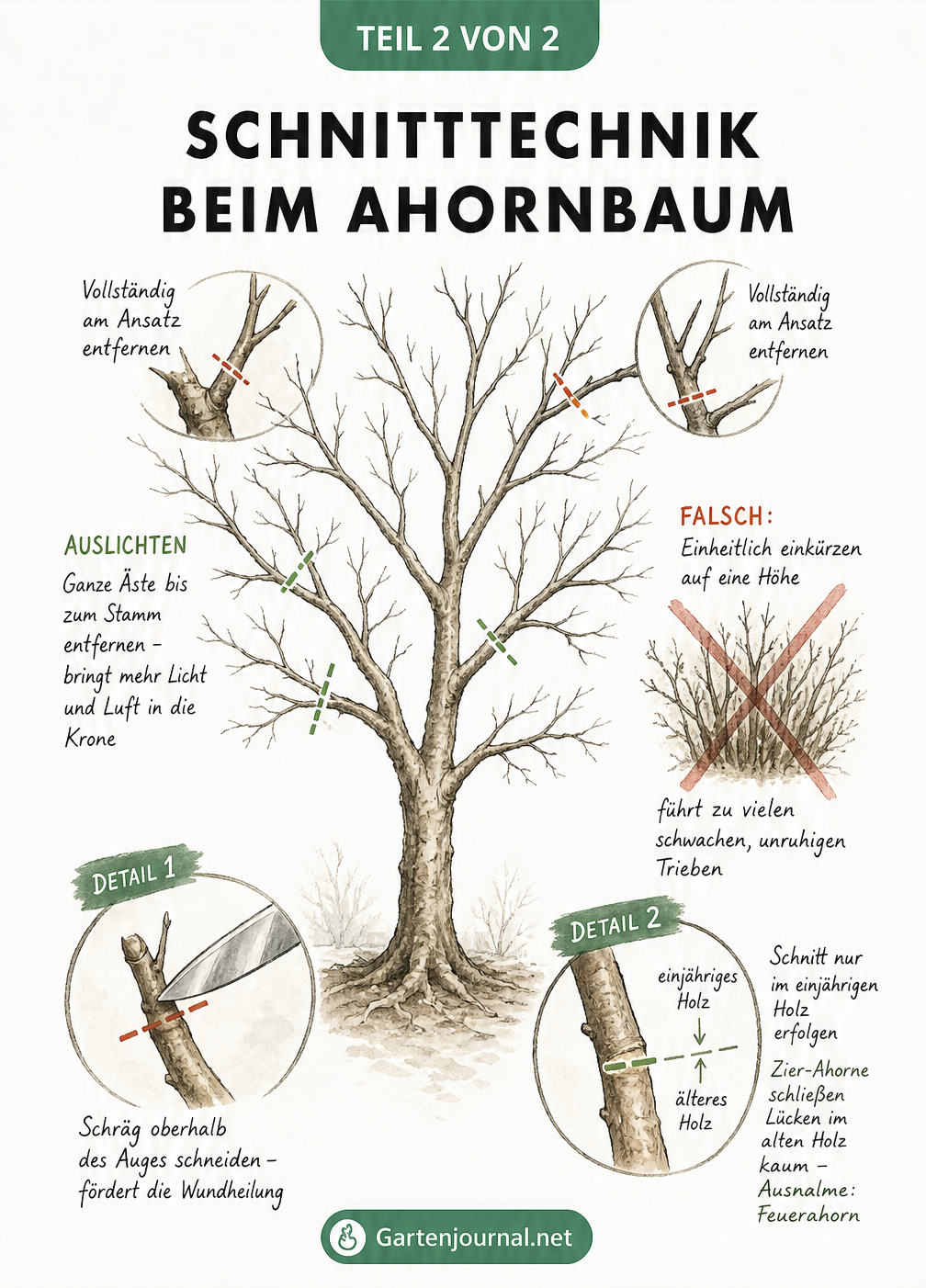Schnitttechnik beim Ahornbaum mit korrekter Schnittführung und Auslichten der Krone