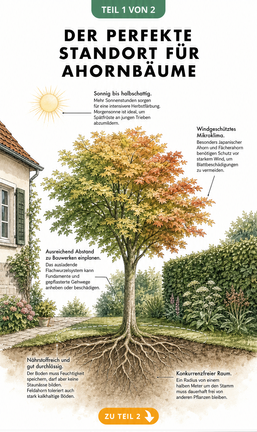 Illustration eines Ahornbaums mit Hinweisen zu Standort, Licht, Windschutz, Abstand zu Bauwerken und Bodenbeschaffenheit