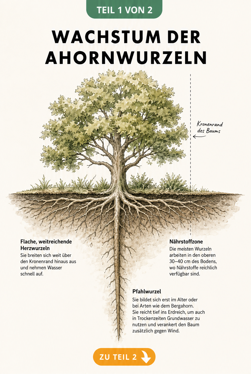 Botanische Querschnitt-Illustration eines Ahornbaums, die das flache, herzförmige Wurzelwerk und die tiefe Pfahlwurzel im Erdreich zeigt.