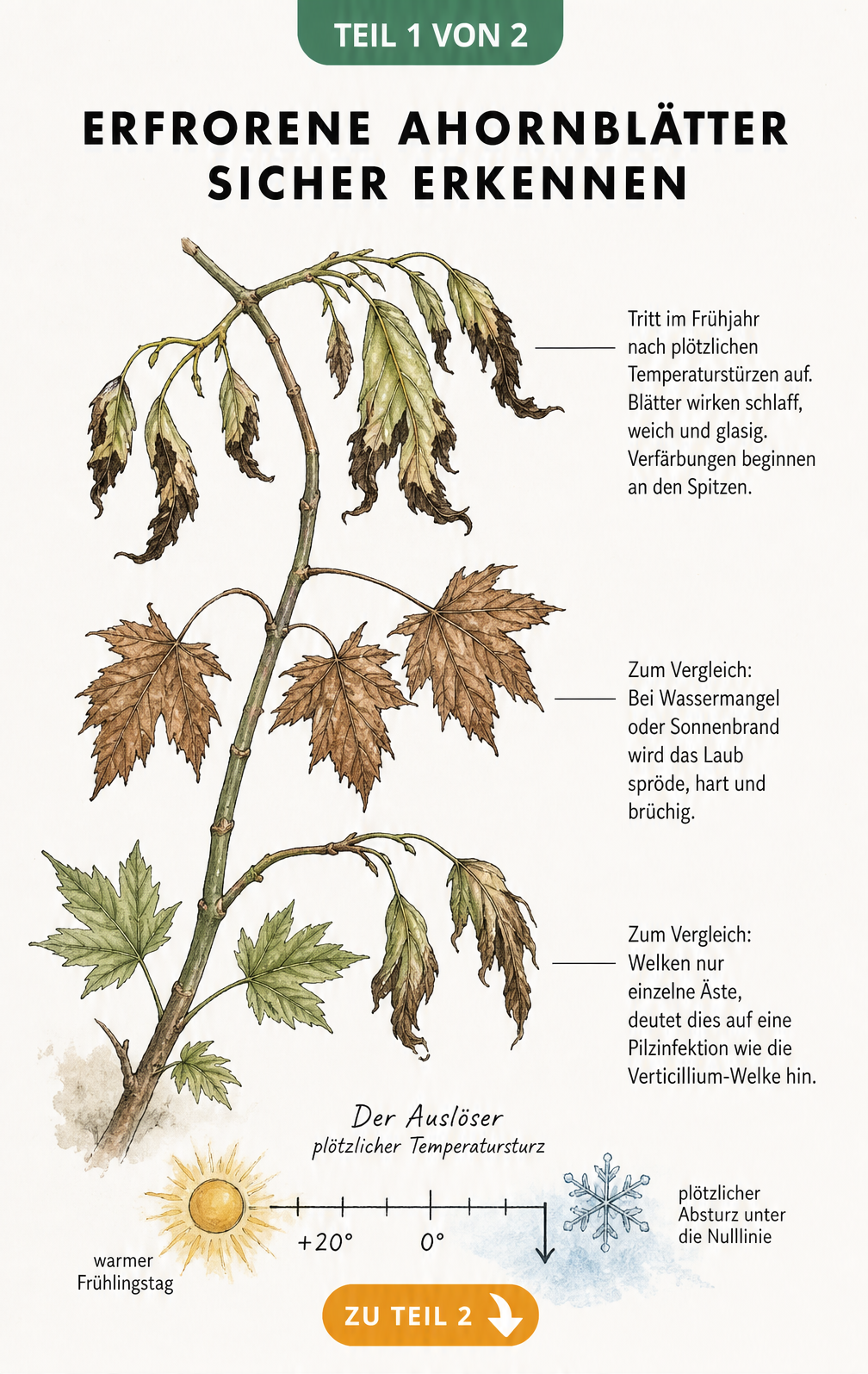 Botanische Illustration eines Ahornzweigs, die Frostschäden an jungen Trieben im Vergleich zu Trockenstress und Pilzinfektionen zeigt.