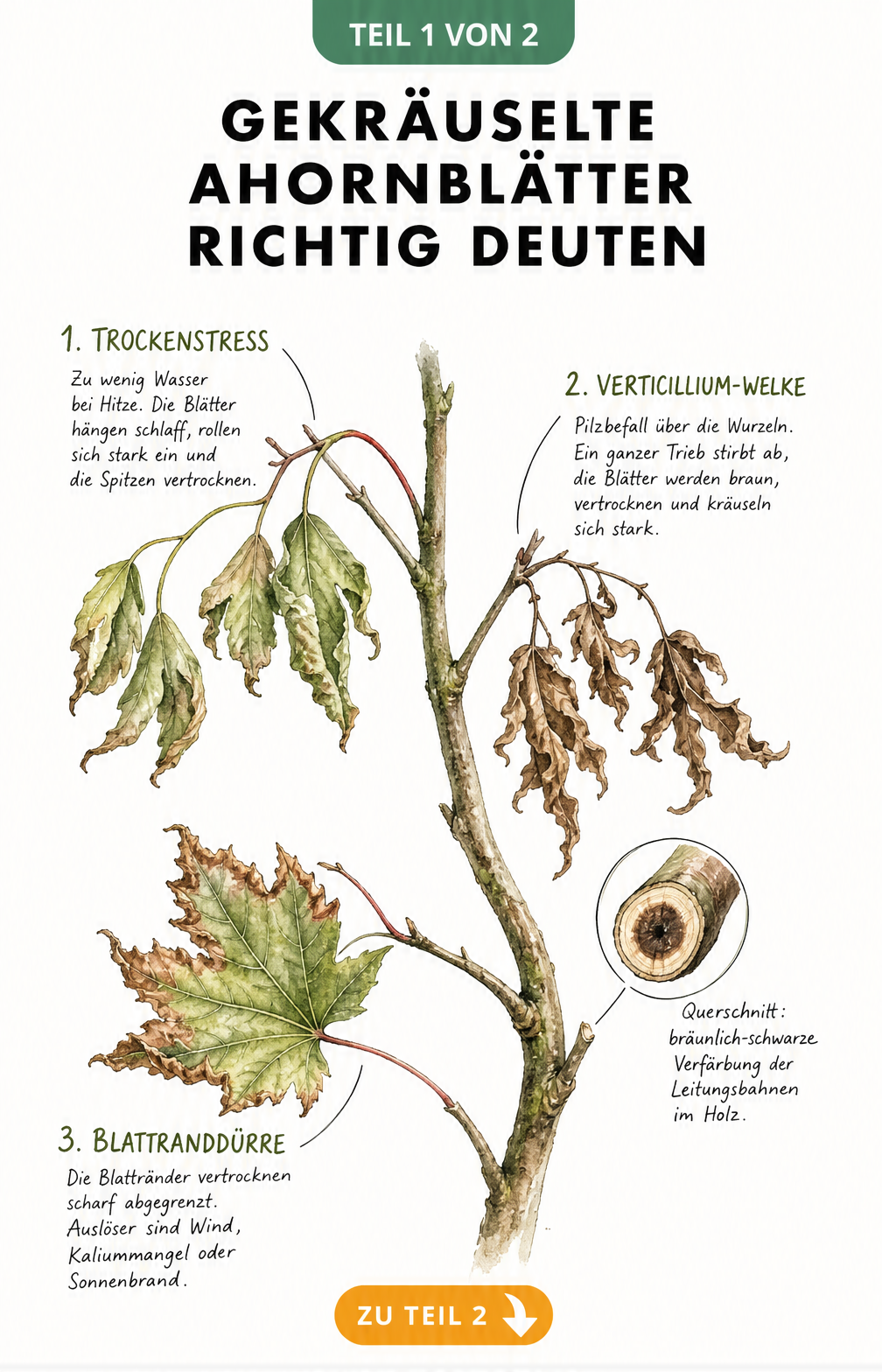 Aquarell-Zeichnung eines Ahornzweigs, der die Schadbilder Trockenstress, Verticillium-Welke und Blattranddürre an den Blättern zeigt