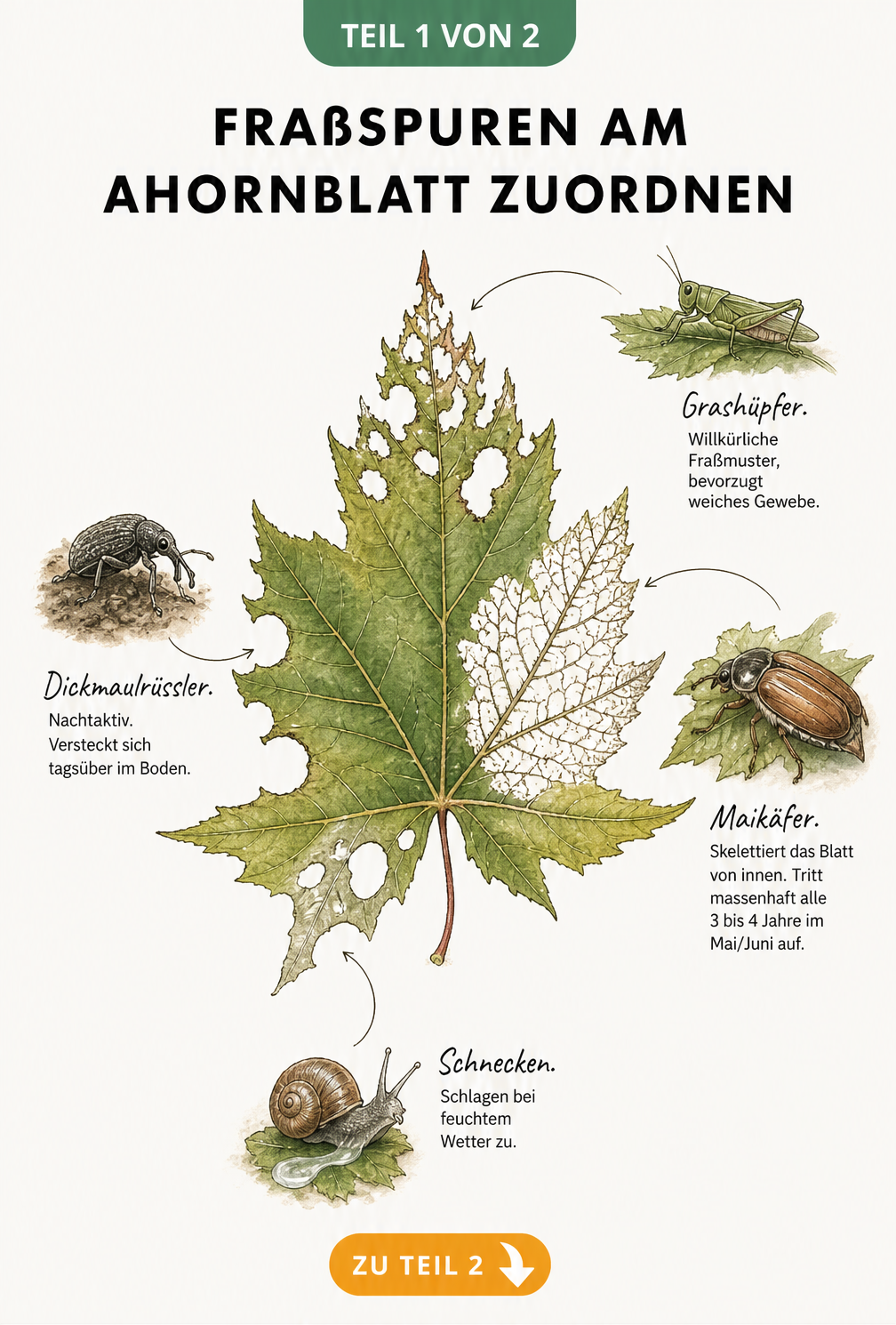 Illustration eines Ahornblatts mit typischen Fraßspuren von Dickmaulrüssler, Maikäfer, Grashüpfer und Schnecken