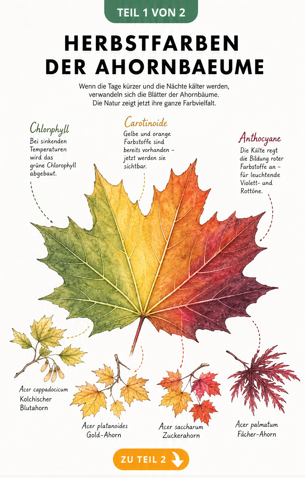 Botanische Illustration eines Ahornblatts mit Farbverlauf von Grün über Gelb zu Rot, die den Abbau von Chlorophyll und die Wirkung von Carotinoiden und...