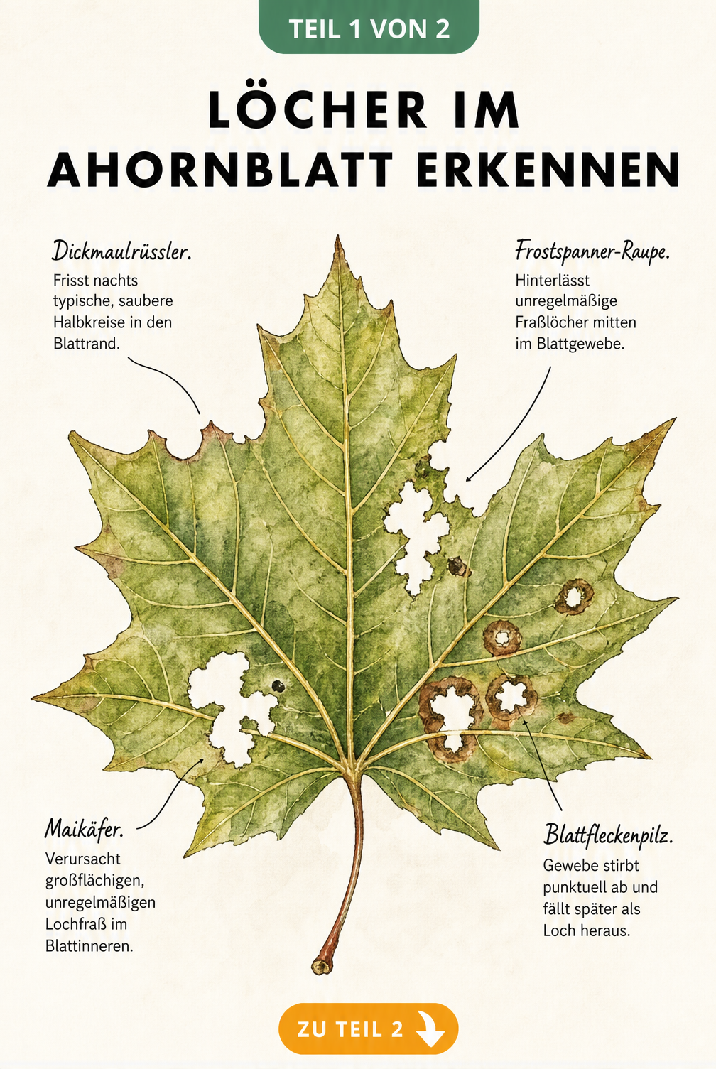 Illustration eines Ahornblattes mit verschiedenen Fraßspuren von Schädlingen wie Dickmaulrüssler und Frostspanner