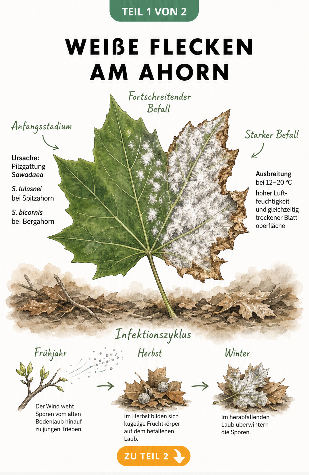 Botanische Illustration eines Ahornblattes, das den Krankheitsverlauf von Mehltau zeigt, von gesundem Grün bis zu grau-weißem Belag und braunem Blattrand.