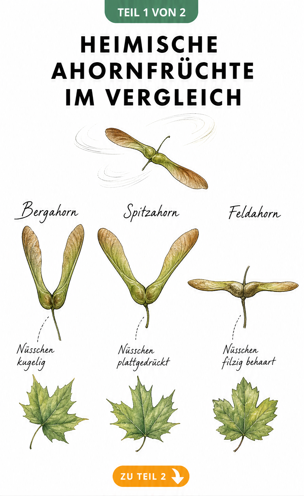 Botanische Illustration von drei Ahornfrüchten: Bergahorn, Spitzahorn und Feldahorn im Vergleich