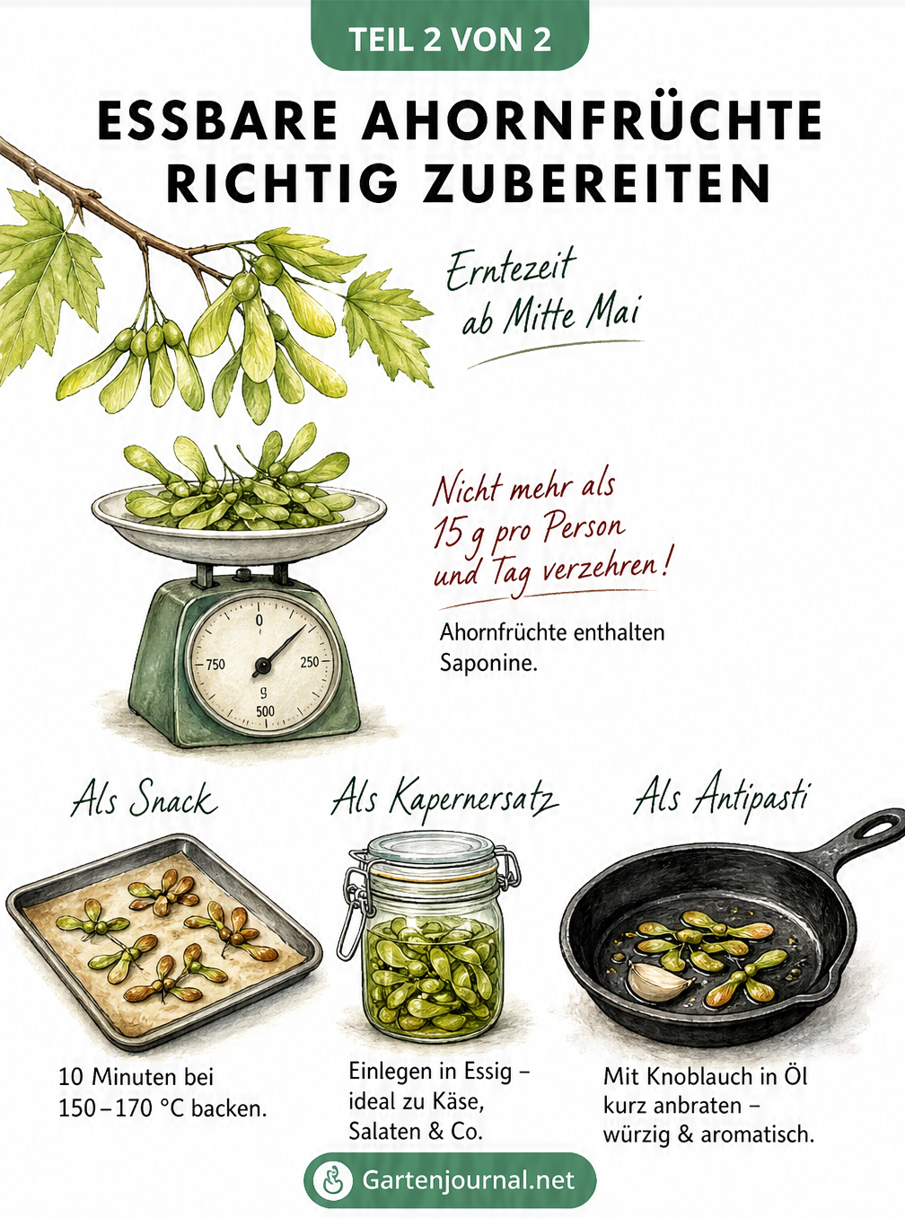 Illustration zur Zubereitung von essbaren Ahornfrüchten als Snack, Kapernersatz oder Antipasti