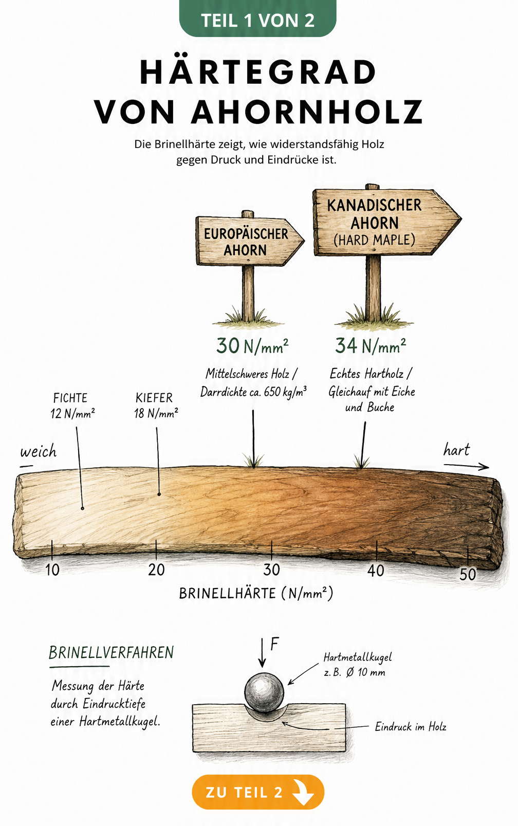 Skala zur Brinellhärte von Ahornholz im Vergleich zu Fichte und Kiefer