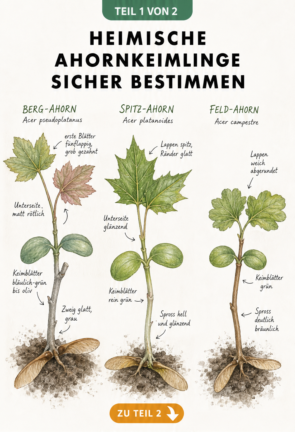 Botanische Illustration von drei Ahornkeimlingen: Berg-Ahorn, Spitz-Ahorn und Feld-Ahorn mit Details zu Blättern und Spross.