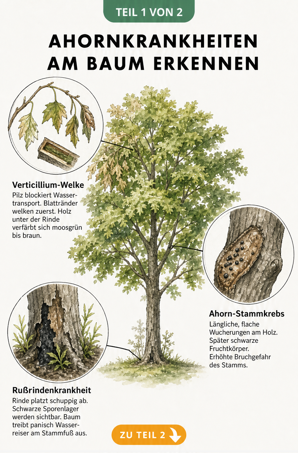 Illustration eines Ahornbaums mit Detailansichten von Verticillium-Welke, Ahorn-Stammkrebs und Rußrindenkrankheit