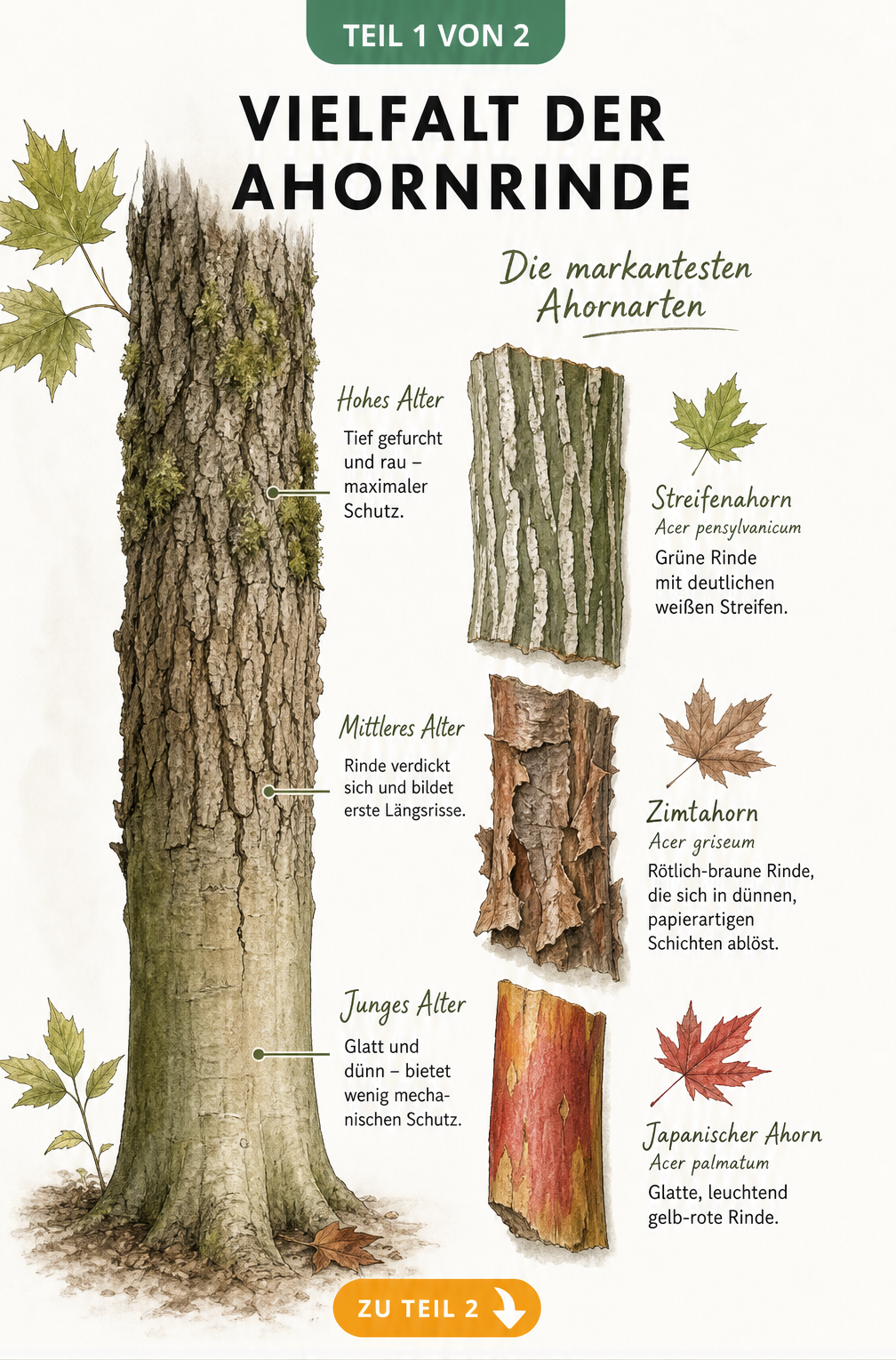 Botanische Illustration der Ahornrinde in drei Altersstadien sowie Rindenstücke von Streifenahorn, Zimtahorn und Japanischem Ahorn