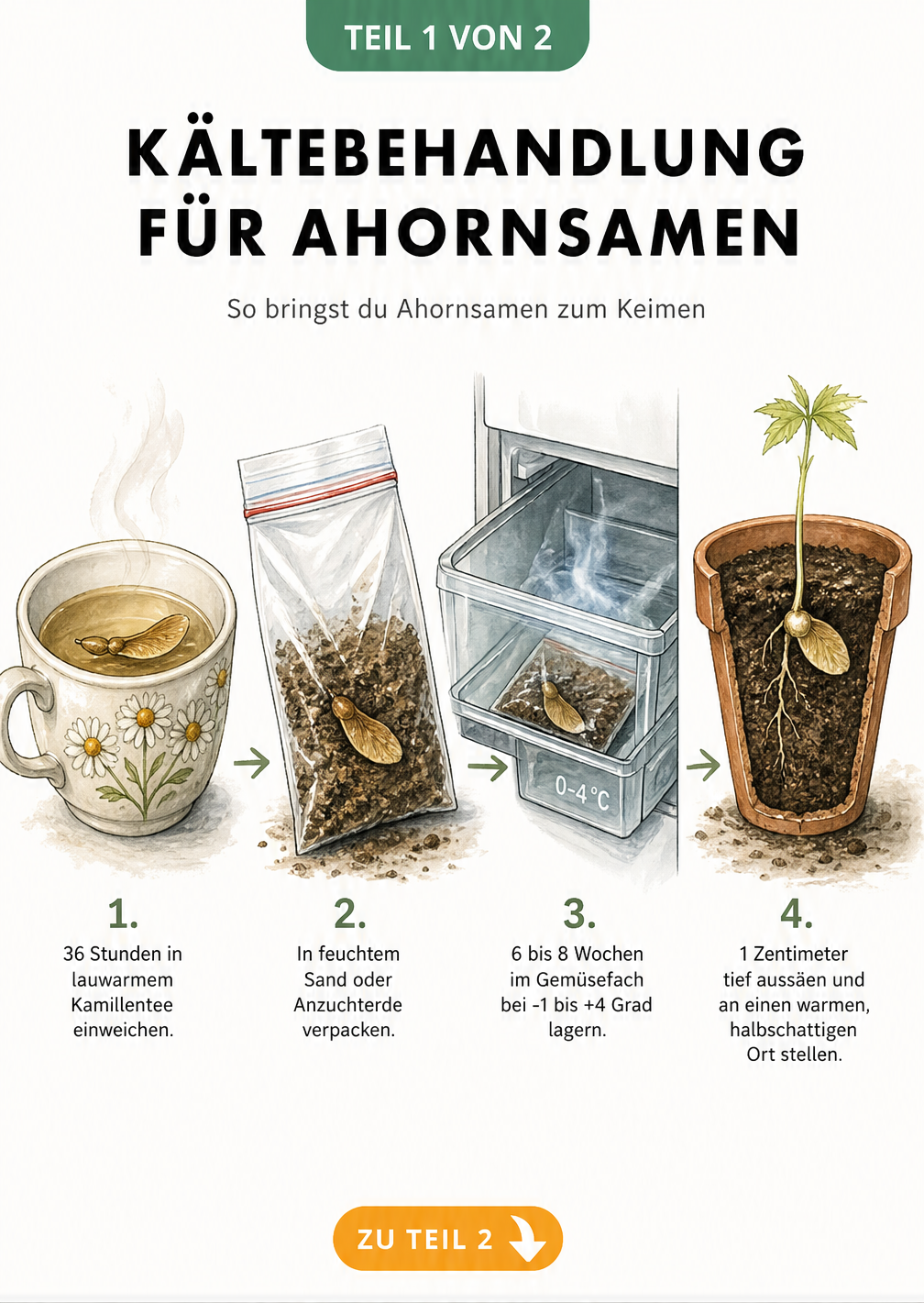 Illustration der Kältebehandlung von Ahornsamen: Einweichen in Kamillentee, Verpacken in feuchtem Sand, Lagerung im Kühlschrank und Aussaat im Topf.