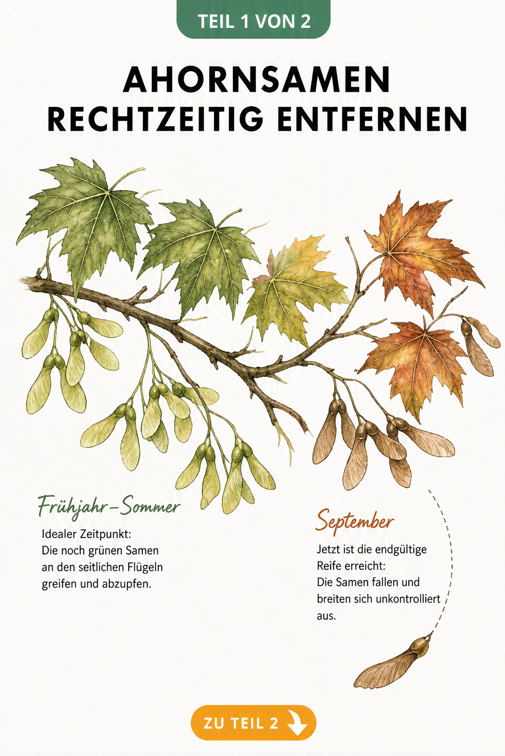 Botanische Illustration eines Ahornzweiges, die den Reifeprozess der Ahornsamen vom Frühjahr bis zum Herbst zeigt.