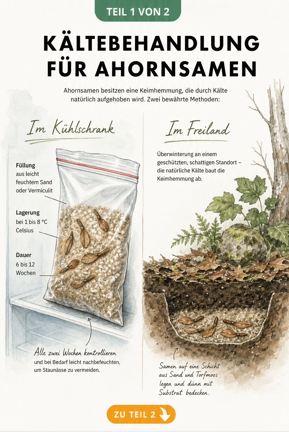 Illustration der Stratifizierung von Ahornsamen im Kühlschrank und im Freiland