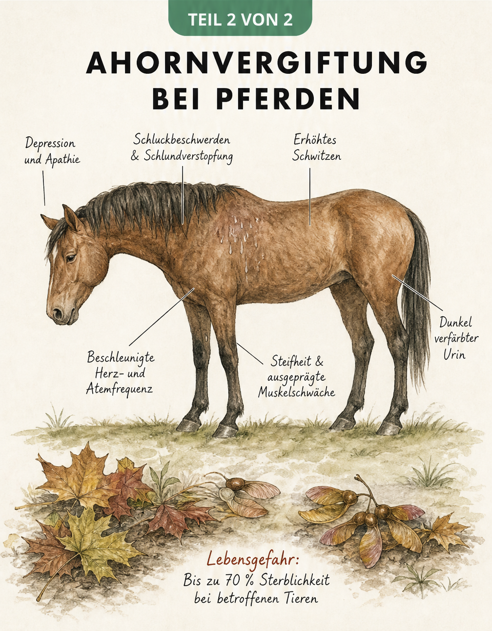 Veterinärmedizinische Skizze eines Pferdes mit Symptomen einer Ahornvergiftung