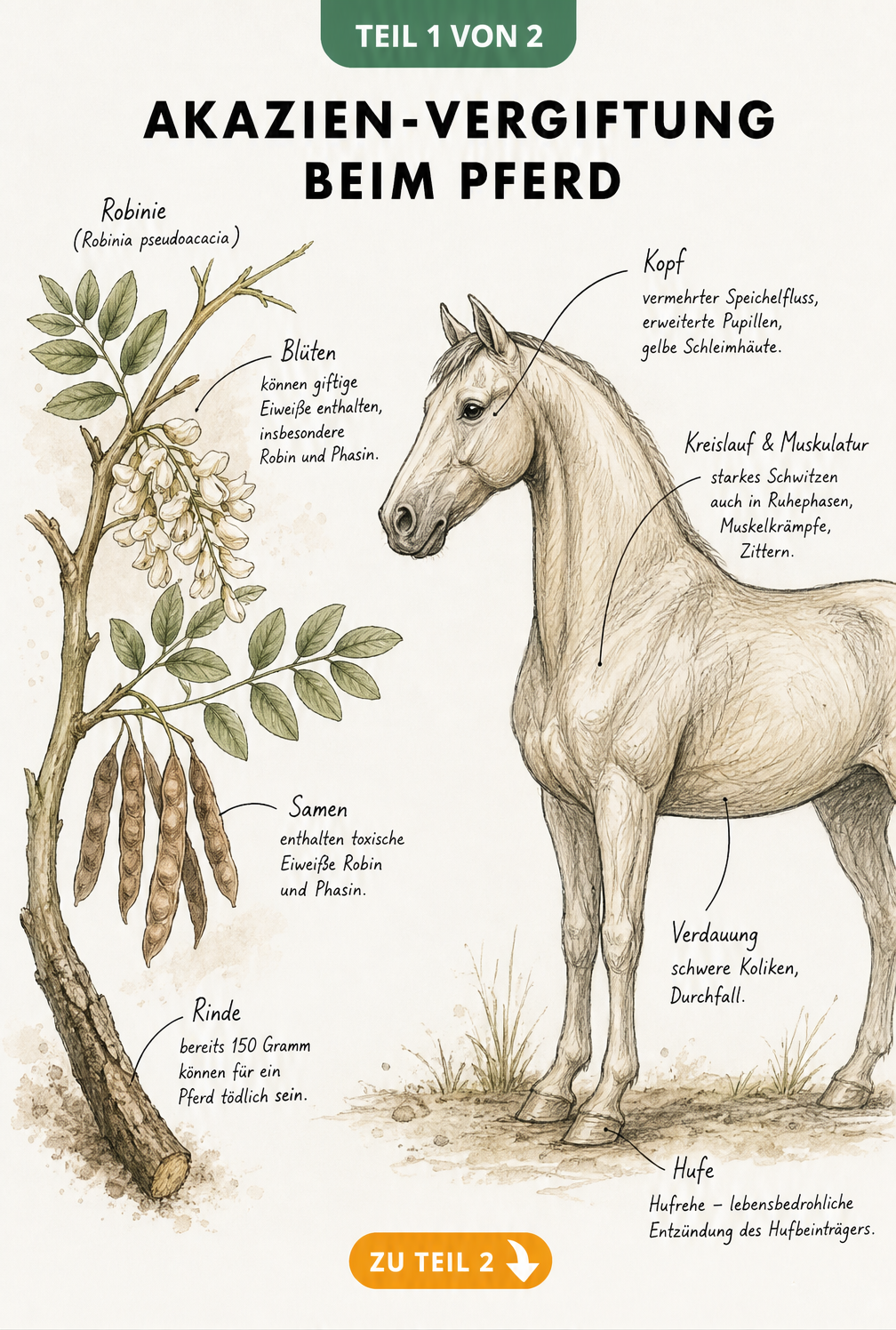 Botanische Zeichnung eines Robinien-Astes und anatomische Skizze eines Pferdes mit Vergiftungssymptomen durch Akazie