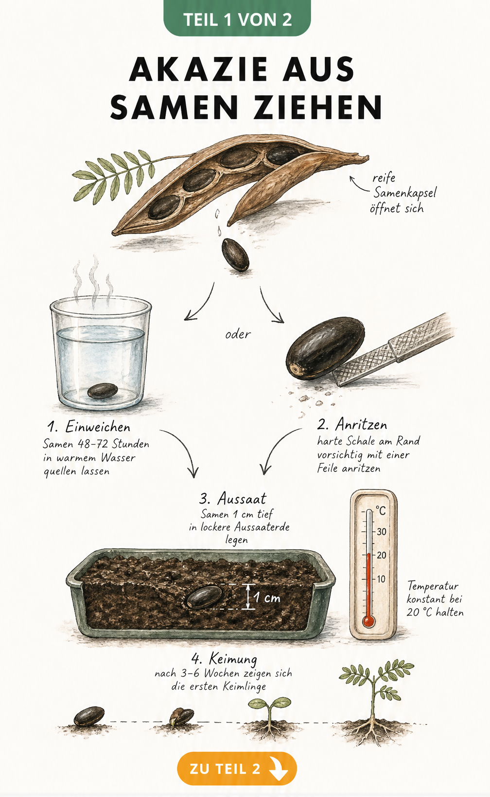 Botanische Illustration der Akazien-Vermehrung durch Samen mit Vorbereitung im Wasserbad und Aussaat in Anzuchtschale