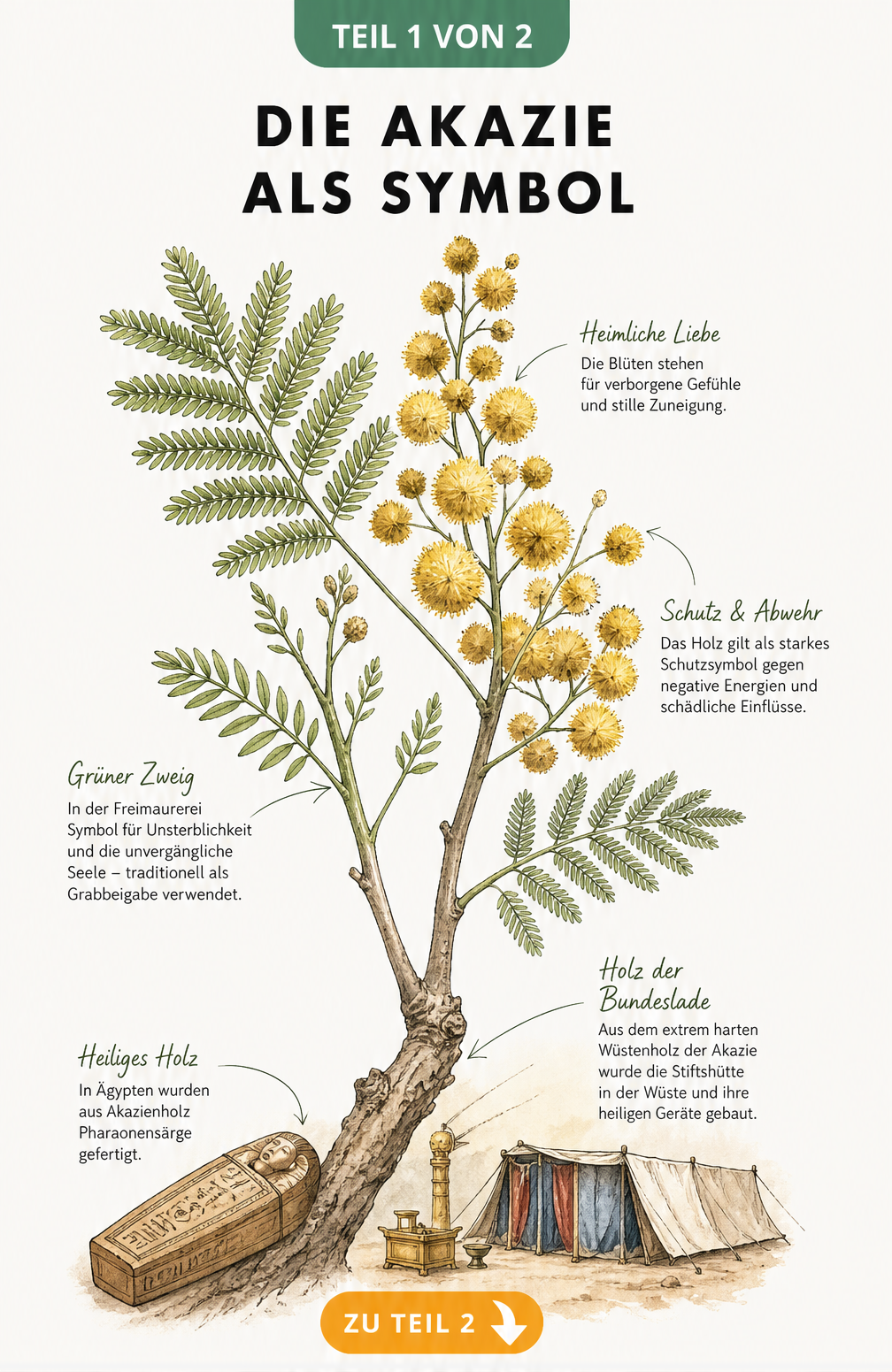 Botanische Illustration eines blühenden Akazienzweigs mit Notizen zur historischen und symbolischen Bedeutung