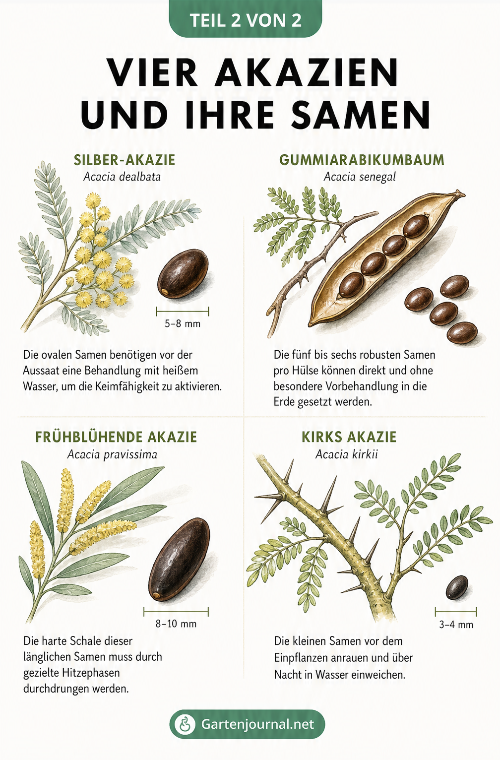 Botanische Illustration von vier Akazienarten: Silber-Akazie, Gummiarabikumbaum, Frühblühende Akazie und Kirks Akazie mit ihren Samen.