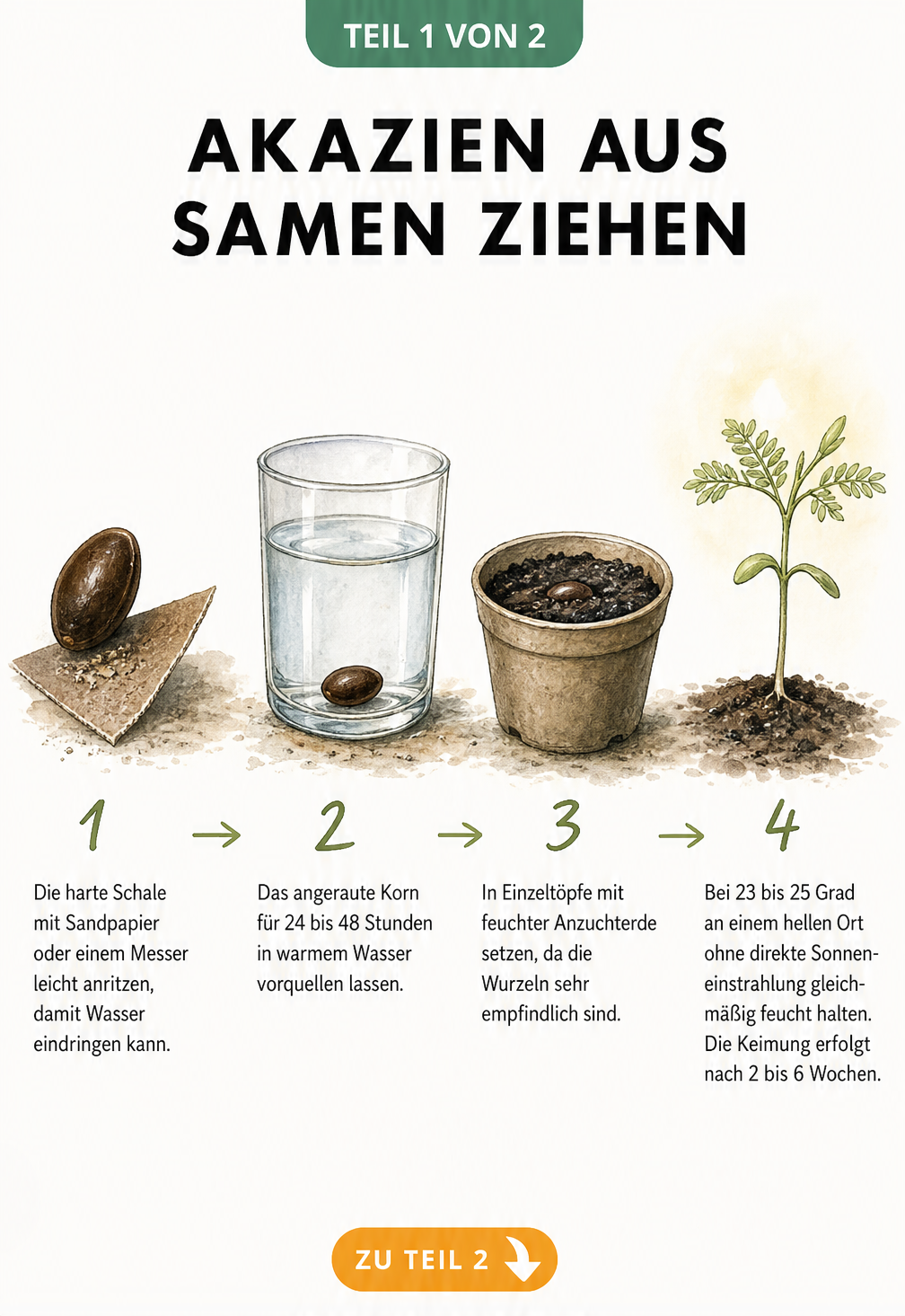 Illustration der vier Schritte zur Anzucht von Akazien aus Samen: Anrauen, Einweichen, Einpflanzen und Keimling.