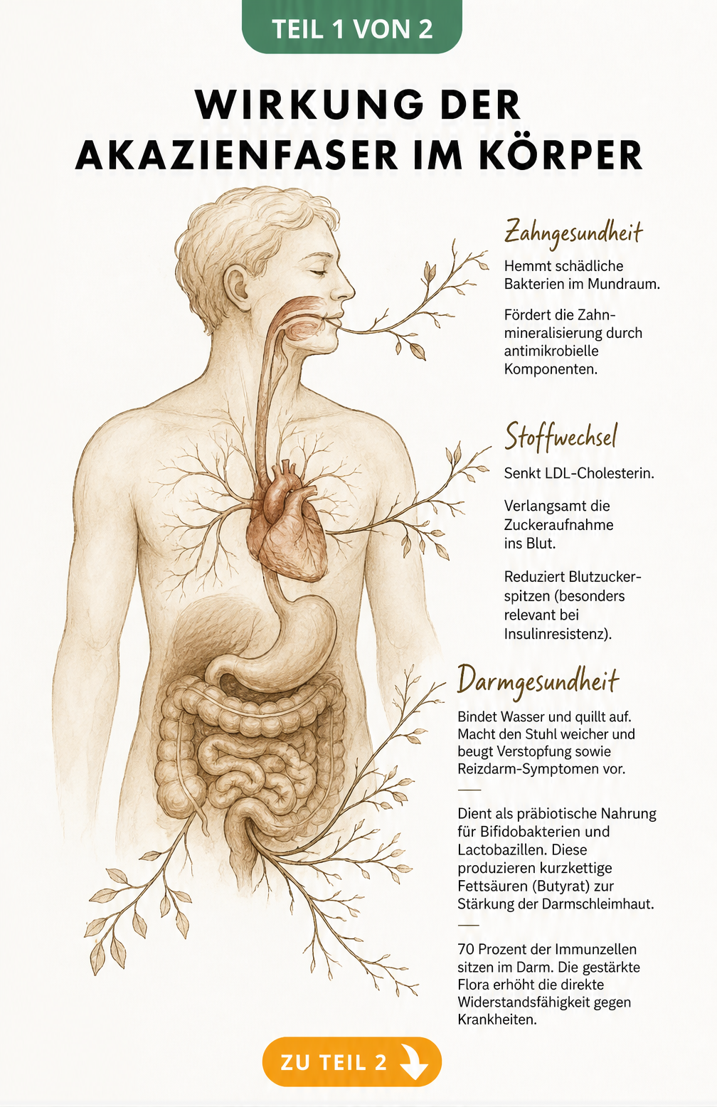 Anatomische Skizze eines menschlichen Torsos, die die Wirkung der Akazienfaser auf Zahngesundheit, Stoffwechsel und Darmflora zeigt.