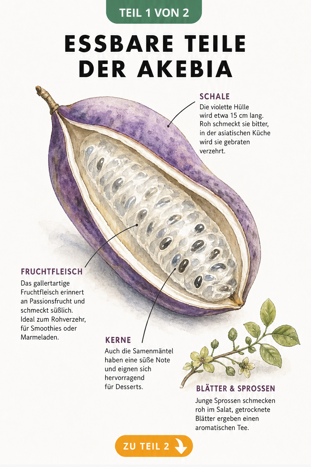 Aquarell-Illustration einer geöffneten Akebia-Frucht mit Beschriftungen zu Schale, Fruchtfleisch, Kernen und Blättern