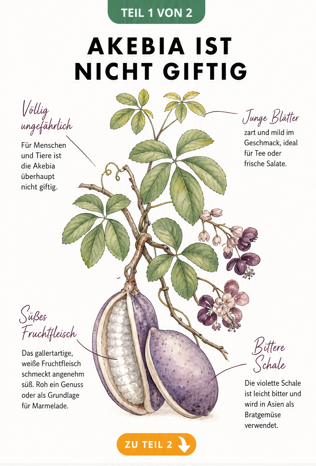 Botanische Illustration der Akebia quinata mit Blättern, Blüten und geöffneter Frucht, die ihre Ungiftigkeit und Essbarkeit zeigt