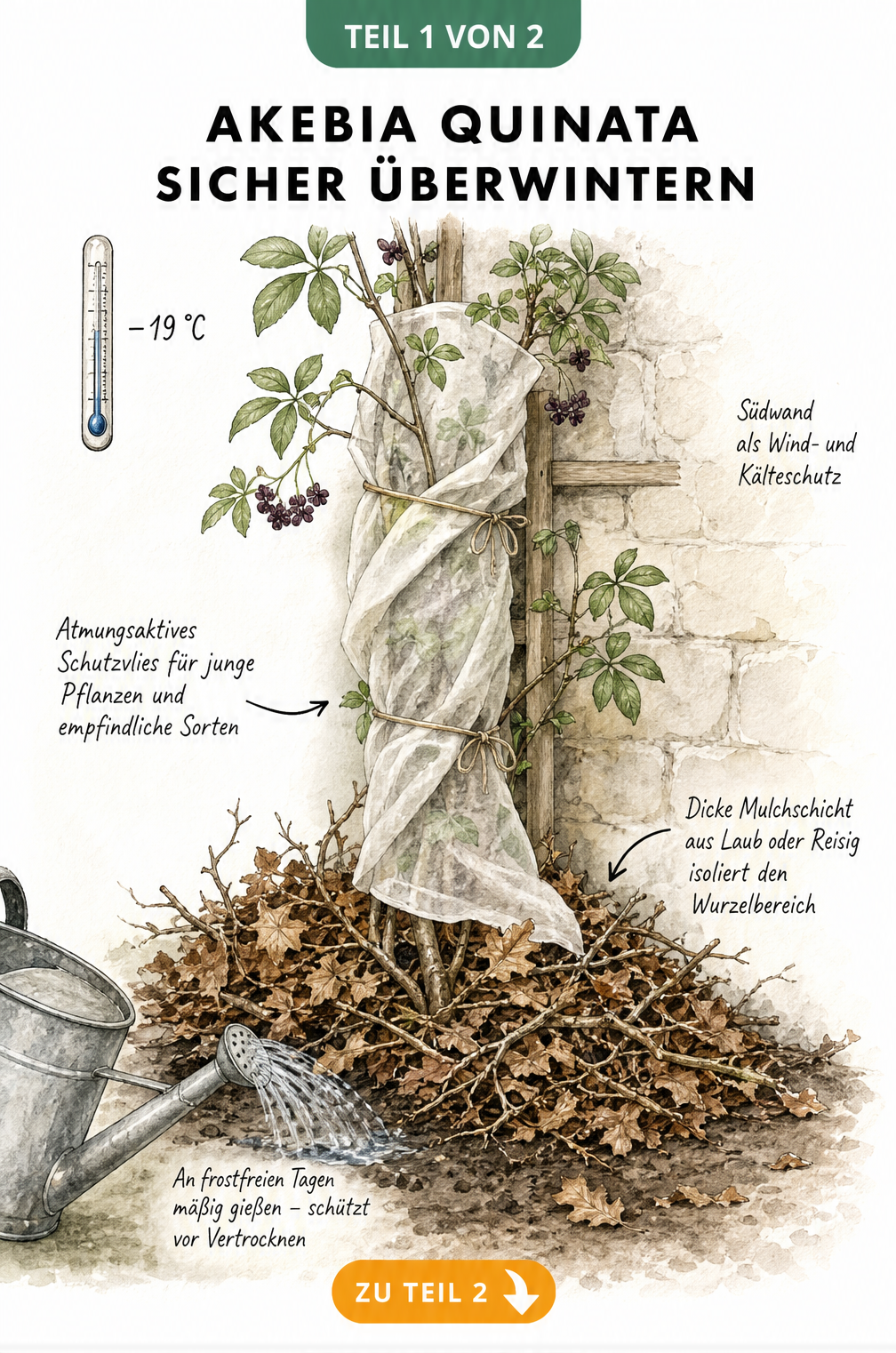 Botanische Illustration einer Akebia quinata an einer Hauswand mit Laubmulch und Schutzvlies