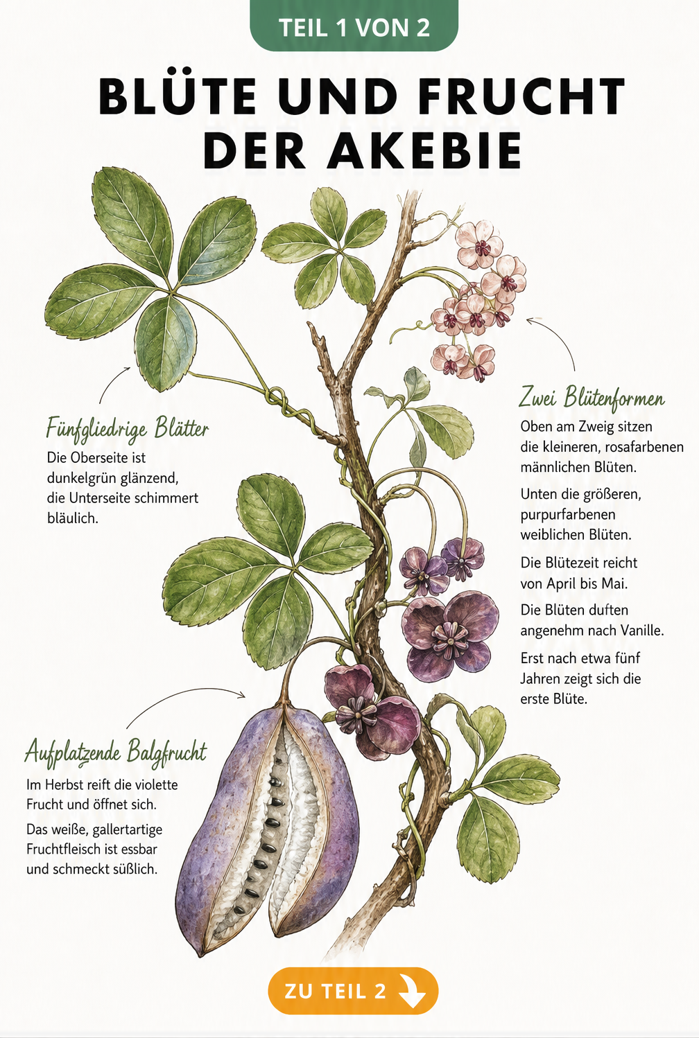 Botanische Illustration der Akebie mit Details zu Blättern, männlichen und weiblichen Blüten sowie der reifen violetten Frucht