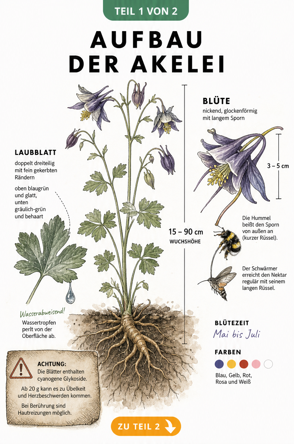 Botanische Illustration einer Akelei mit Wurzelwerk, Blattdetails und Querschnitt der Blüte
