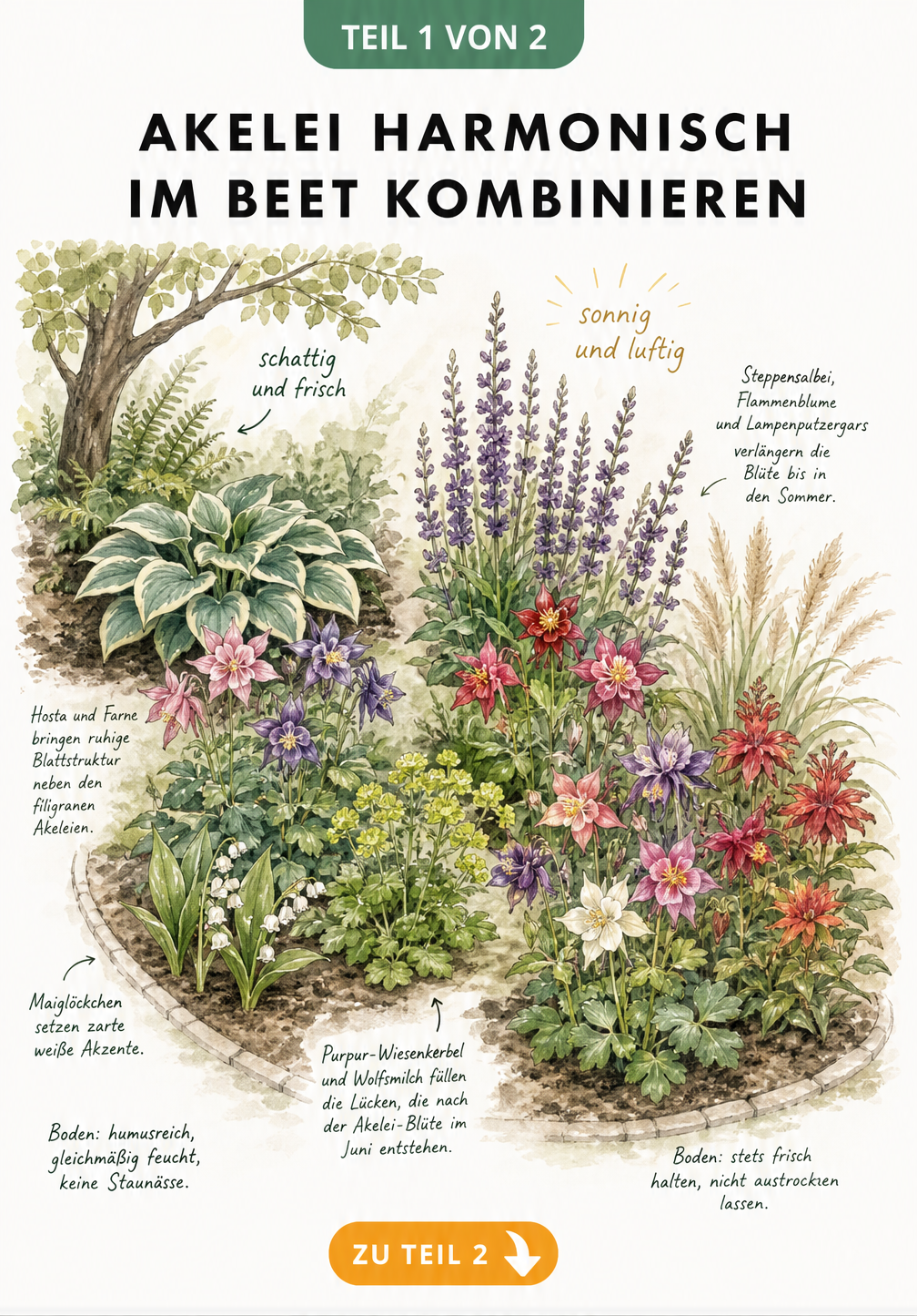 Aquarell-Illustration eines Gartenbeets aus der Vogelperspektive, das Akeleien in sonnigen und schattigen Bereichen mit passenden Begleitpflanzen wie Funkien...