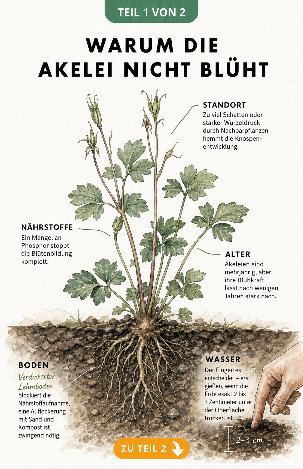 Botanische Illustration einer Akelei ohne Blüten mit Hinweisen zu Boden, Bewässerung, Alter, Nährstoffen und Standort