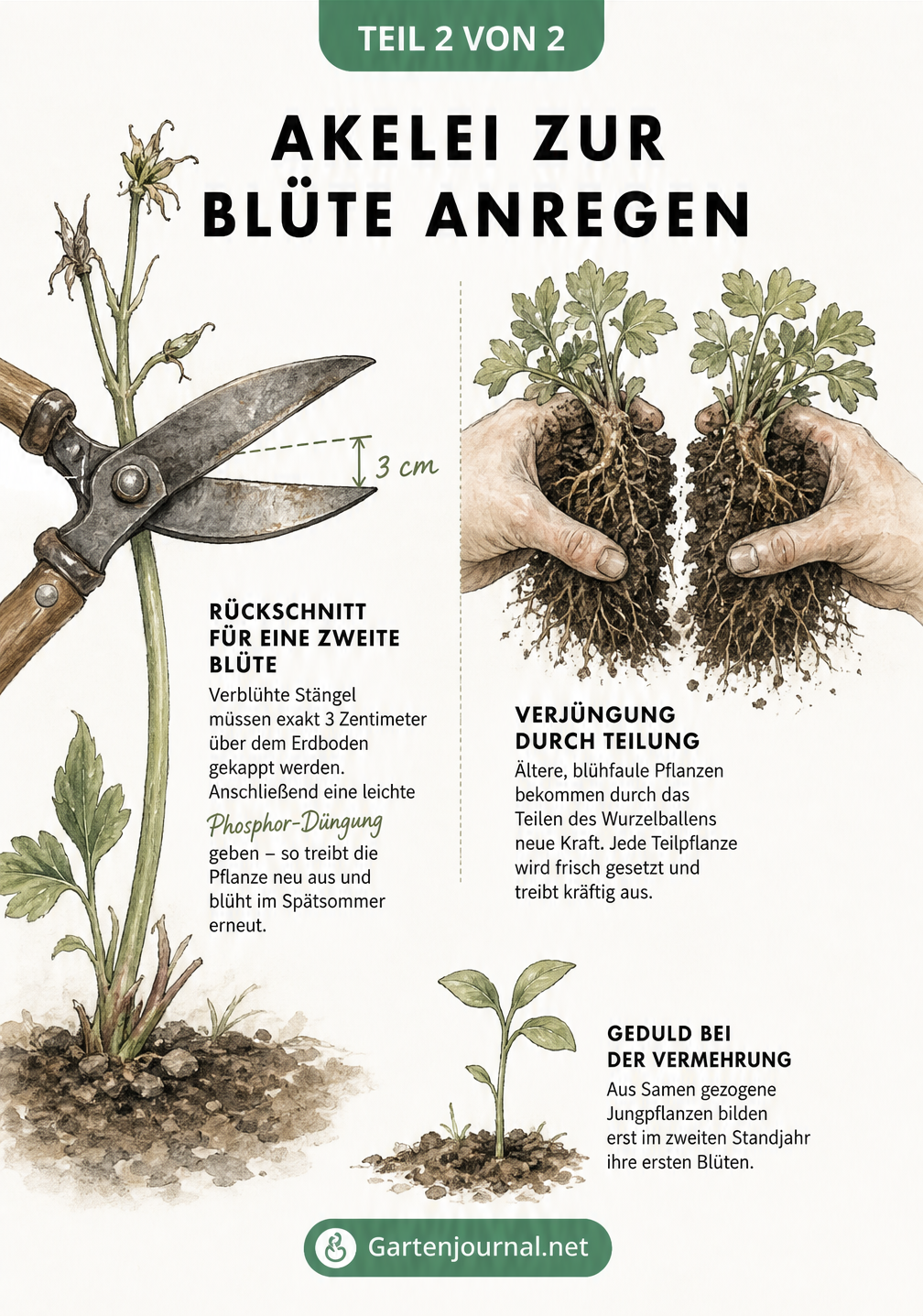 Illustration eines Rückschnitts einer verblühten Akelei und der Teilung eines Wurzelballens zur Verjüngung