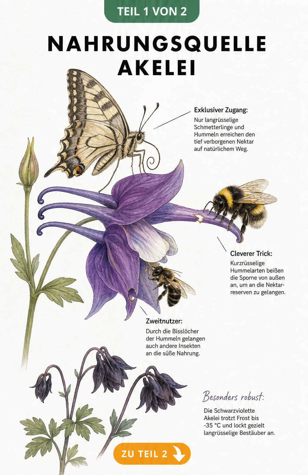 Botanische Illustration einer Akeleiblüte mit Schmetterling, Erdhummel und Wildbiene bei der Nektaraufnahme